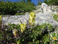 Castilleja puberula