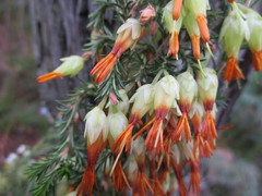 Erica intermedia
