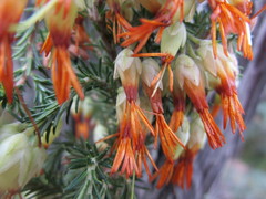 Erica intermedia