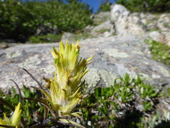 Castilleja puberula