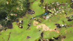 Enallagma geminatum
