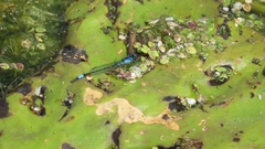 Enallagma geminatum