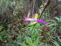 Chironia melampyrifolia