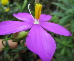 Chironia melampyrifolia