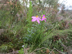 Chironia melampyrifolia