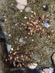 Ectopleura