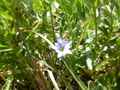 Gentiana prostrata