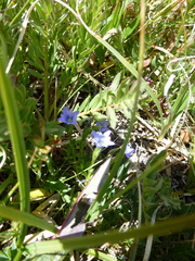 Gentiana prostrata