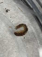 Lepidonotus squamatus