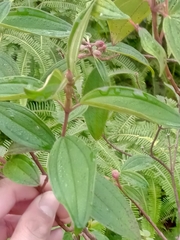 Melastomeae