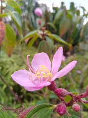 Melastomeae
