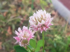 Trifolium hybridum