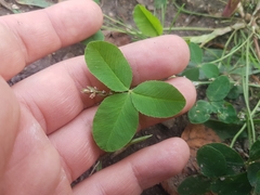 Trifolium hybridum
