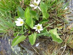 Caltha chionophila