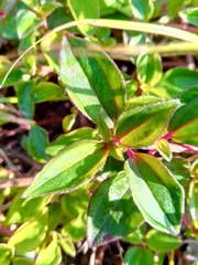 Image of Nerophila pauciflora