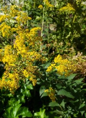 Solidago