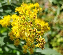 Solidago