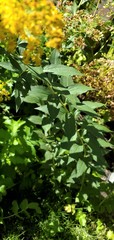 Solidago