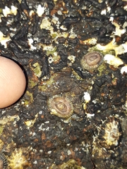 Siphonaria funiculata