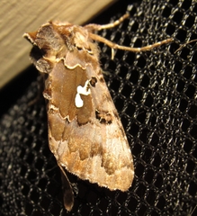 Autographa corusca