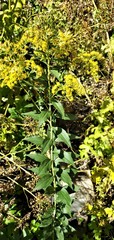 Solidago