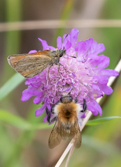 Thymelicus lineola
