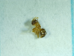 Nylanderia terricola