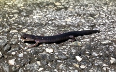 Plethodon metcalfi