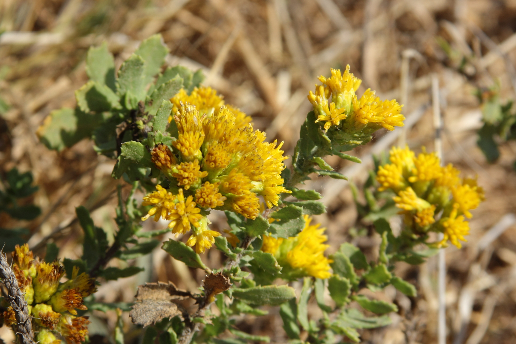 Isocoma menziesii var. sedoides