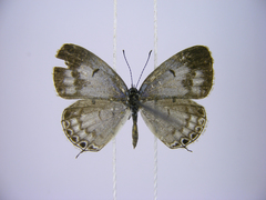 Thermoniphas micylus