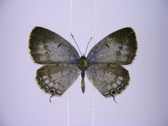 Thermoniphas micylus