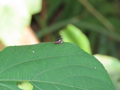 Elaphiceps cervus