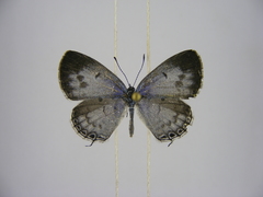 Thermoniphas micylus