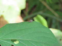 Elaphiceps cervus