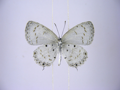 Thermoniphas micylus