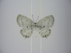 Thermoniphas micylus