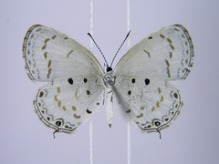 Thermoniphas micylus