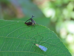 Elaphiceps cervus