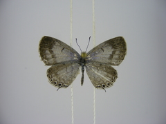 Thermoniphas micylus