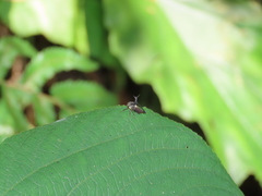 Elaphiceps cervus