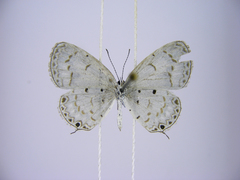 Thermoniphas micylus