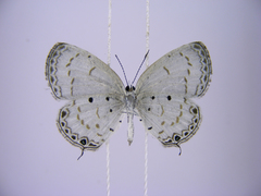 Thermoniphas micylus