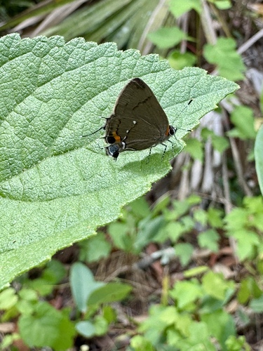 Electrostrymon angelia