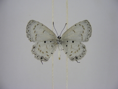 Thermoniphas micylus