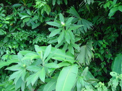 Costus guanaiensis image