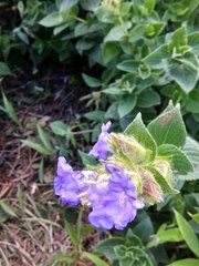 Strobilanthes callosa