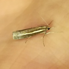 Agriphila tristella