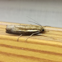 Agriphila tristella