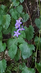 Campanula elatines