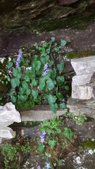 Campanula elatines